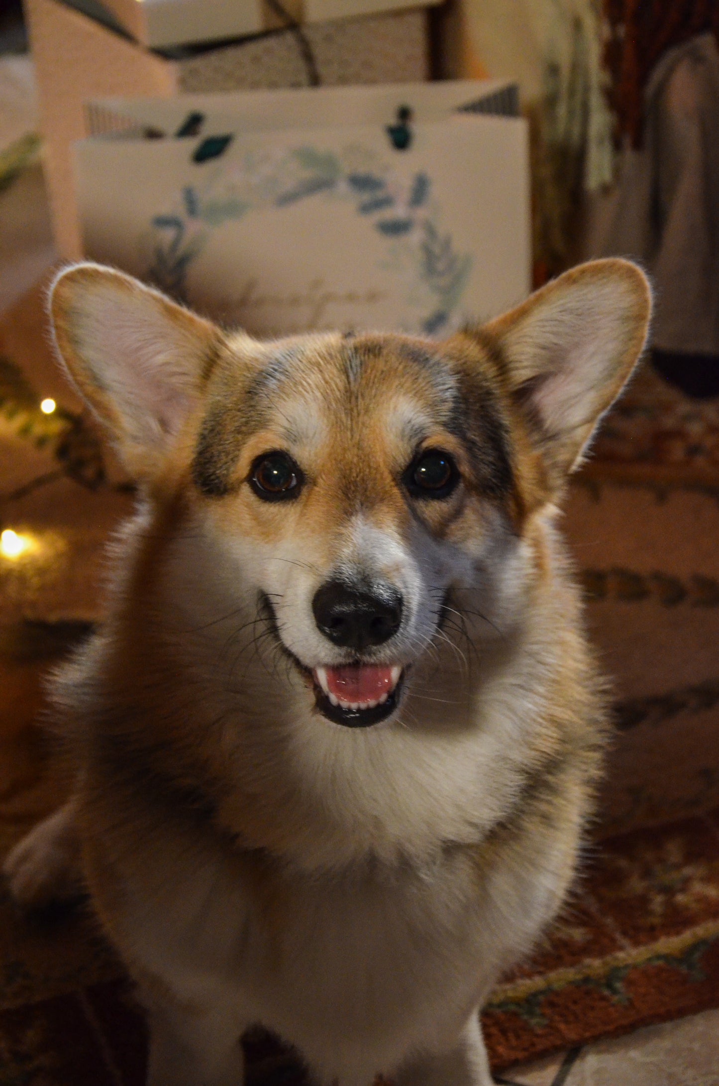 Collection Noël 2025